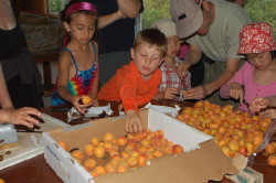 making apricot smores at Mini-Camp