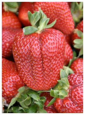 Closeup of Albion strawberry