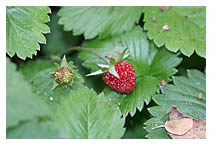 Alpine strawberry closeup