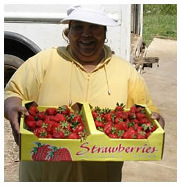Angeles holding a flat of ripe strawberries