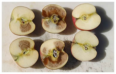 examples of brown core of apples with Bitter Pit
