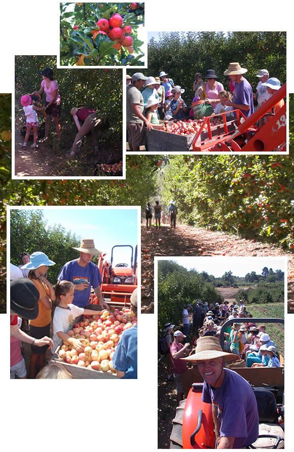 Apple Picking on Community Farm Day 8-29-09