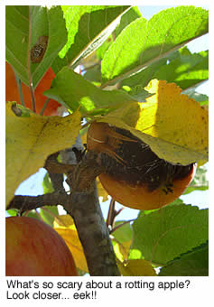 spider on rotting apple