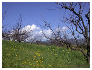 Apple trees in February