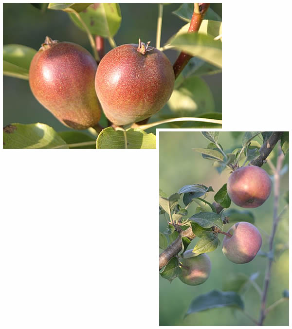 closeups of ripening Warren pears and apples
