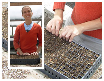 Super-intern Arminda sowing in the greenhouse