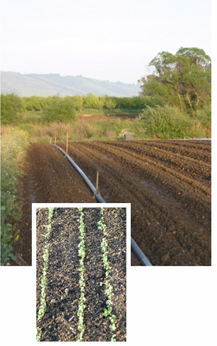 Newly planted arugula beds