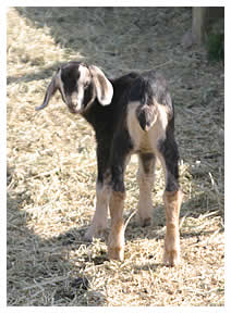 This year's first baby goat