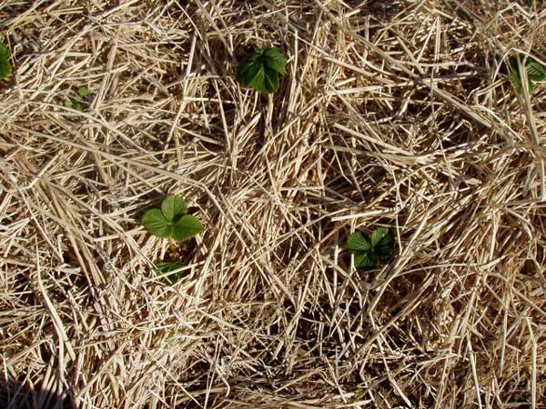 Baby Strawberry Plants
