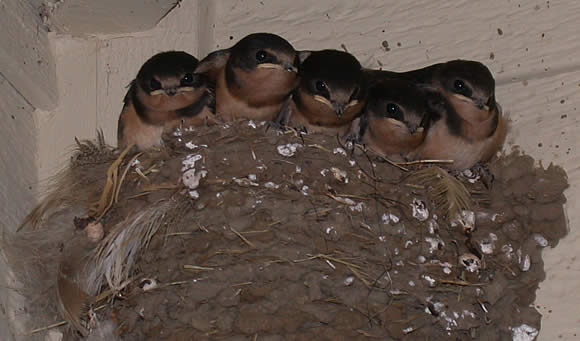 nest of baby swallows