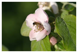 bee on a quince blossom