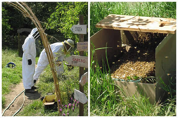the beekeepers and the swarm newly-dropped onto the nucleus box