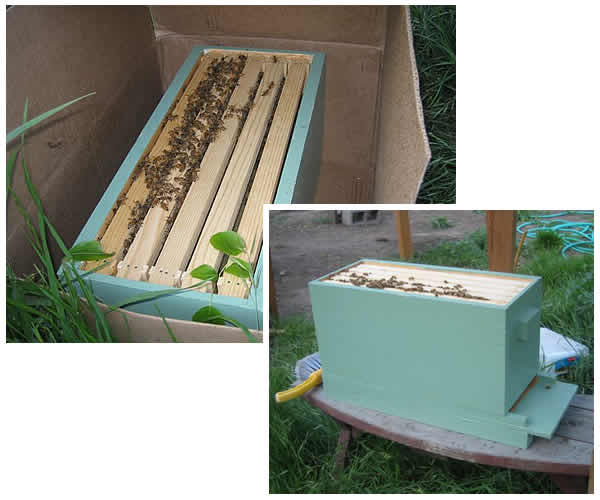 the honeybees settled into their new home