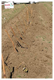 newly planted raspberry canes