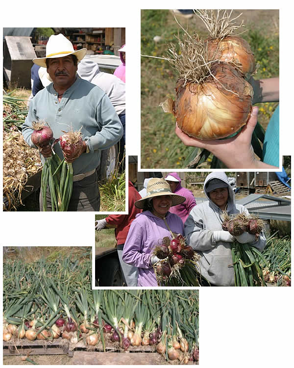Big, beautiful onions!