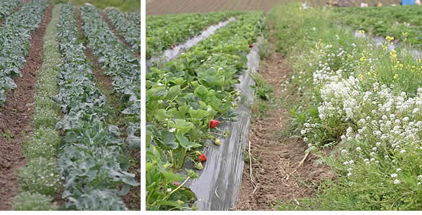 broccoli and strawberry fields with sweet alyssum