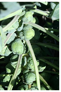 closeup of brussels sprouts at base of leaves along stem