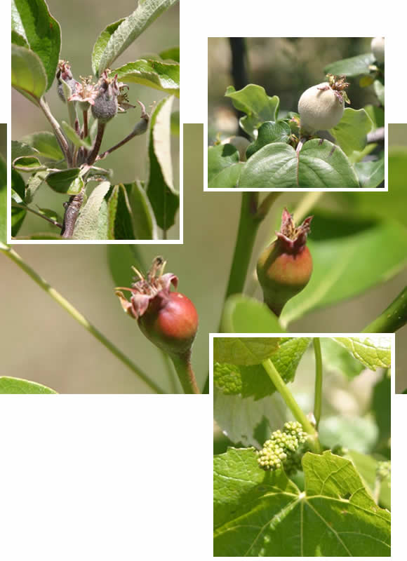 Fruit just beginning to form on the orchard trees and grape vines