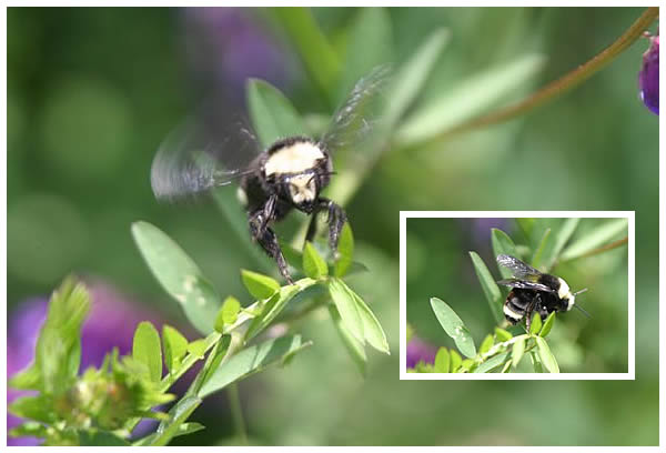closeup of bumblebees in flowering vetch