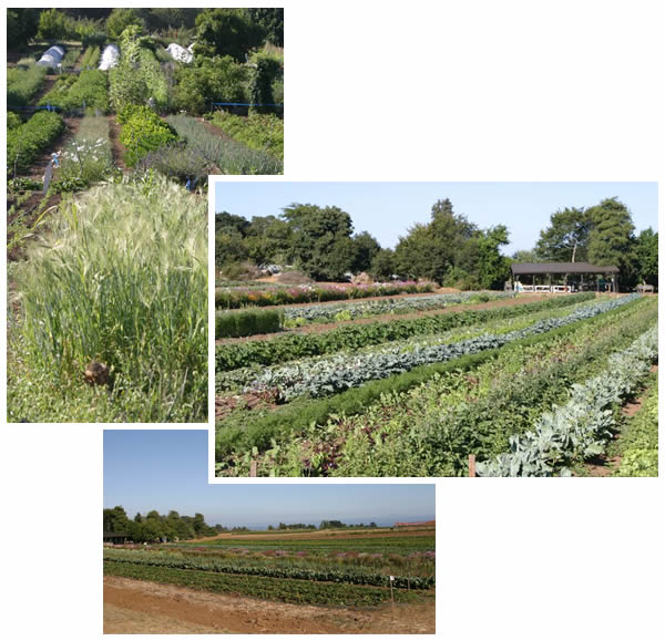 Alan Chadwick's legacy: the organic gardens on UCSC campus