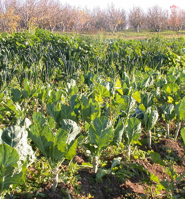 Collards field