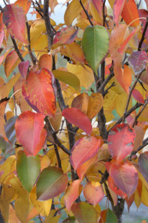 Colorful fall leaves