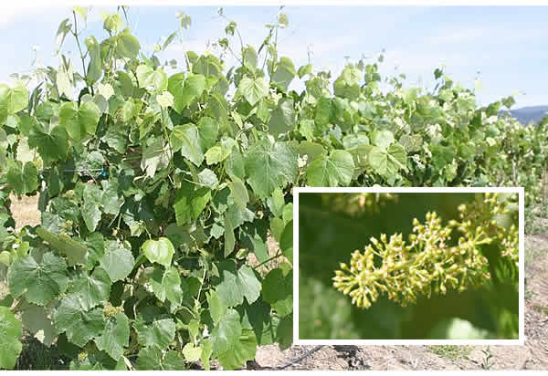 concord grape vines
