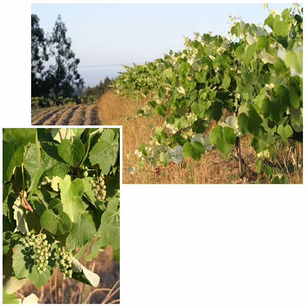 Immature Concord Grapes
