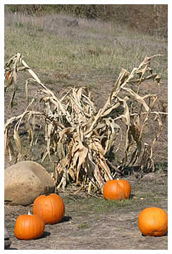 sheaf of cornstalks and pumpkins