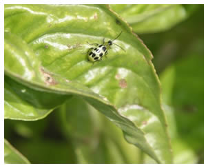 closeup of cucumber beetle on basil leaf
