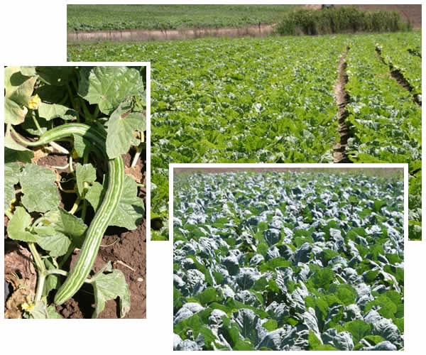 cuke, cabbage, cauliflower