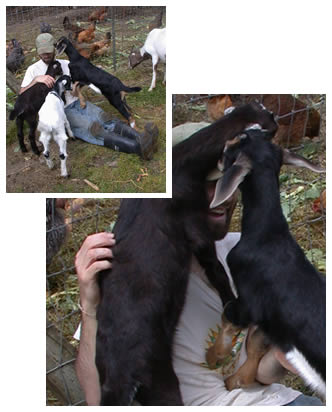David Evershed with a lapful of baby goats
