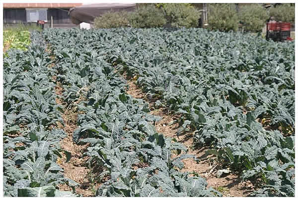 June's field of Dinosaur kale