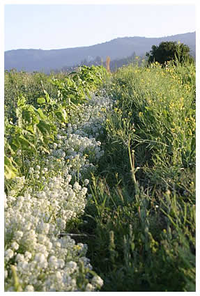 Sweet Alyssum and sunflowers