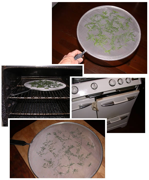 drying fresh dill in the oven