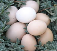 clutch of eggs