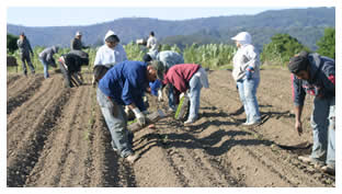 all the field hands help plant the interns' field