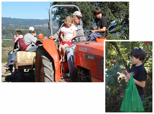 Tom takes children of all ages for a tractor ride to the apple orchard.