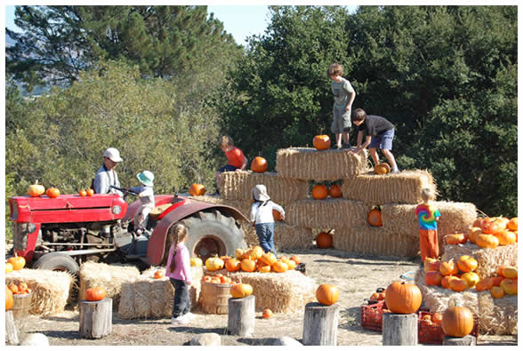 Straw-bales, pumpkins and kids!