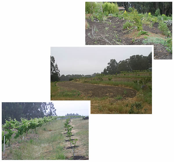 Examples of swales on the farm and in the Mataganza garden