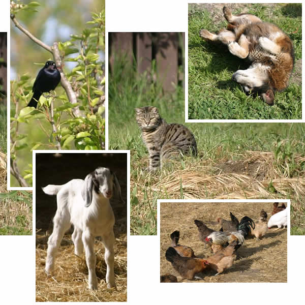 Farm animal medley