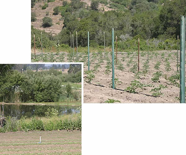 Pioneer pond, and tomato fields