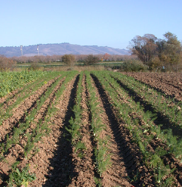 Fennel field