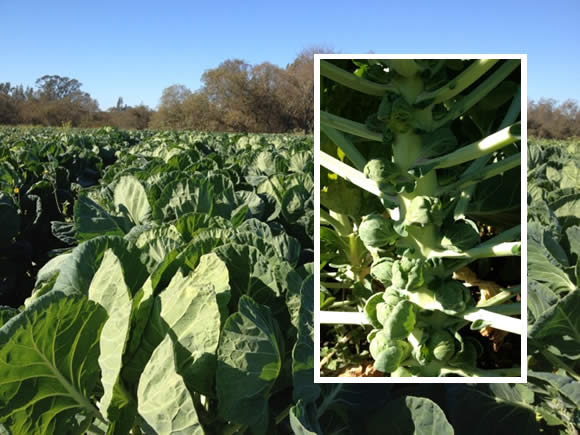 Field of Brussels sprouts with closeup of stalk