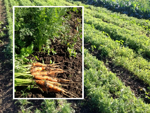 Field of carrots