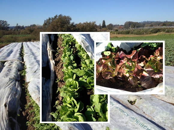 Lettuces under row cover