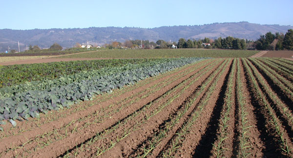 Young garlic field