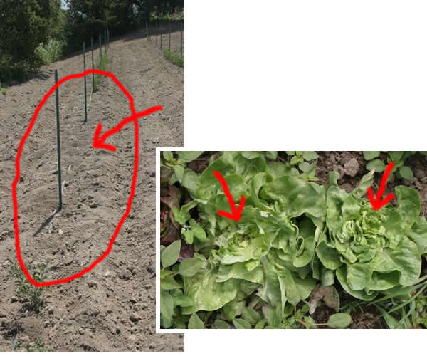 gopher and deer damage