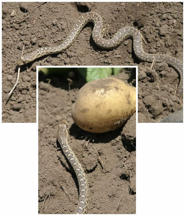 gopher snake and potato