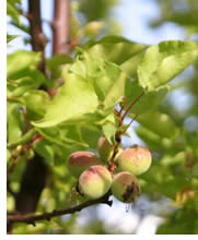 immature apricots